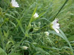 Cerastium davuricum