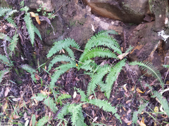 Blechnum punctulatum punctulatum