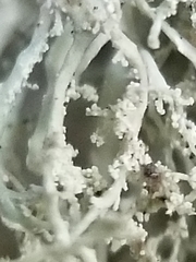Ramalina intermedia