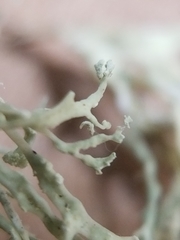 Ramalina intermedia