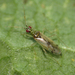 Dicyphus pallicornis - Photo (c) Harsi Parker, some rights reserved (CC BY-NC), uploaded by Harsi Parker