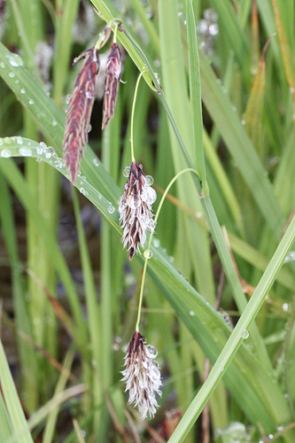 ostrica (Carex)