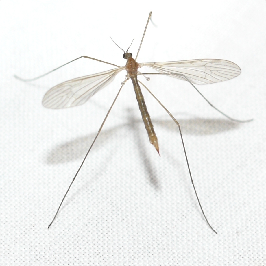 Austrolimnophila toxoneura