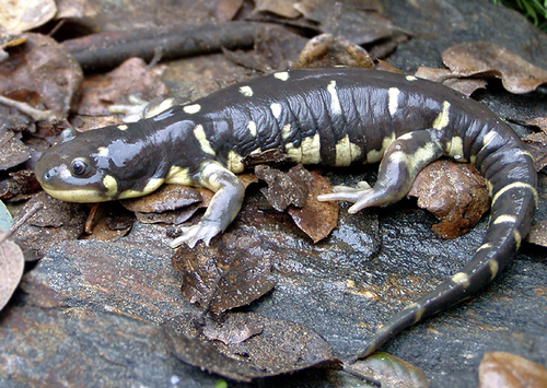 California Tiger Salamander
