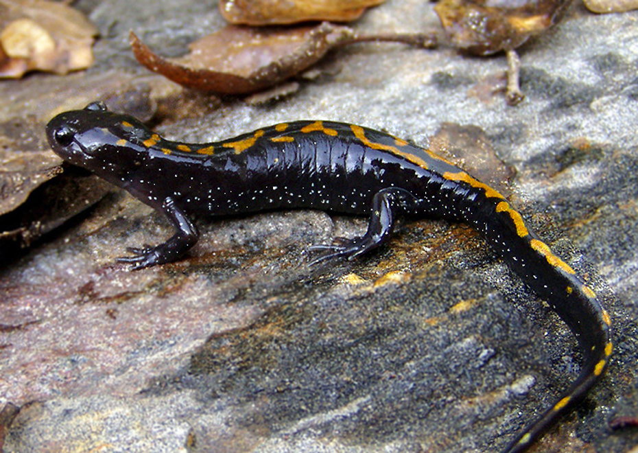 Santa Cruz Long toed Salamander Subspecies Ambystoma