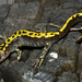 Southern Long-toed Salamander - Photo (c) Flaxington, some rights reserved (CC BY-NC), uploaded by Flaxington