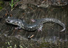 Aneides klamathensis