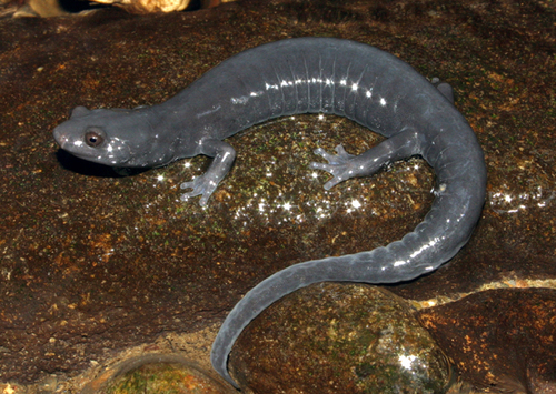 Speckled Black Salamander