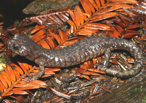 Wandering Salamander