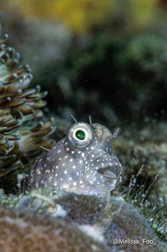 Segmented blenny (Salarias segmentatus) — Blenniidae