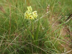 Orthochilus rutenbergianus