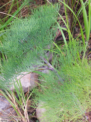 Notobubon capense