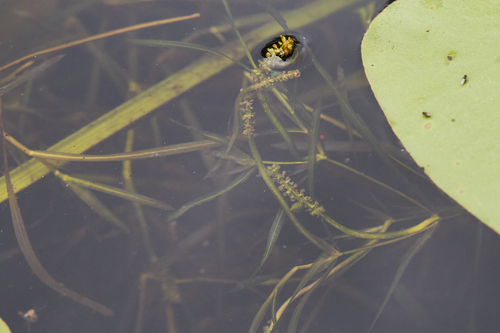 Flatstem pondweed (Potamogeton zosteriformis)