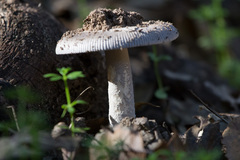 Amanita protecta