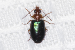 Lebia