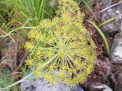 Notobubon capense