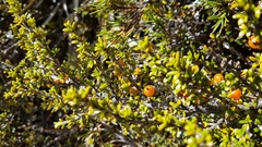 Coprosma fowerakeri