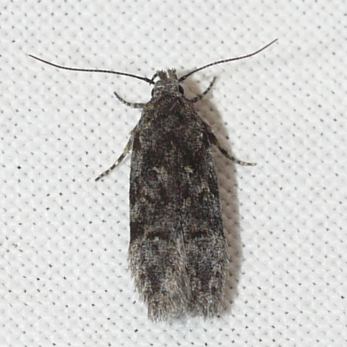 Xenolechia ontariensis