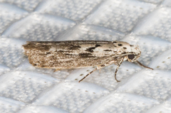 Ethmia semitenebrella