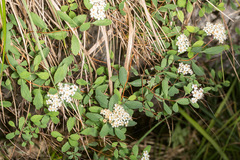 Spiraea decumbens