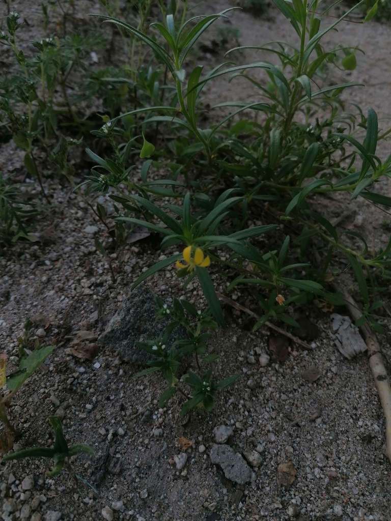 Cleome hemsleyana (Cleome hemsleyana)