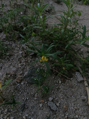 Cleome hemsleyana (Cleome hemsleyana)