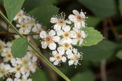 Spiraea decumbens