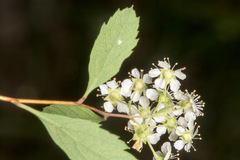 Spiraea decumbens