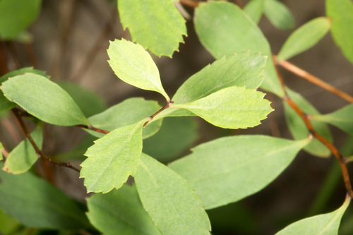 Spiraea decumbens, photograph 5