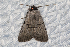 Sympistis ragani
