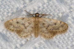 Idaea bonifata
