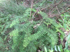 Gleichenia ×punctulata