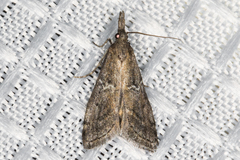 Alpheias transferens