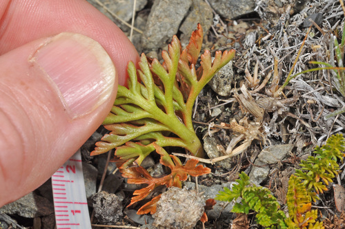 Sceptridium australe (Sceptridium australe)
