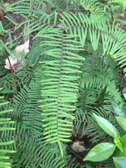 Gleichenia ×punctulata