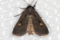 Adelphagrotis indeterminata