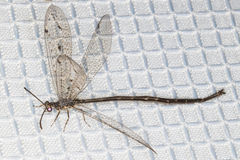 Scotoleon peregrinus