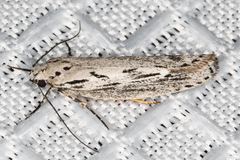 Ethmia discostrigella