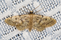 Idaea bonifata