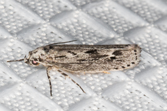 Ethmia semitenebrella