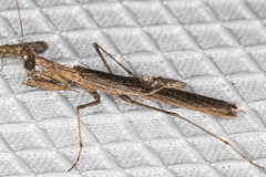 Litaneutria pacifica