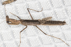 Litaneutria pacifica