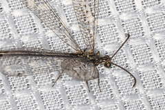 Scotoleon longipalpis