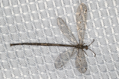 Scotoleon longipalpis