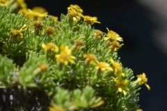 Arrowsmithia pulvinaris