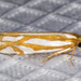 Snakeweed Borer Moth and Allies - Photo (c) BJ Stacey, some rights reserved (CC BY-NC), uploaded by BJ Stacey