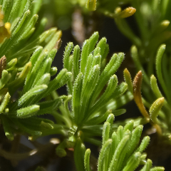 Arrowsmithia pulvinaris