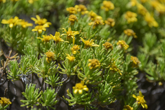 Arrowsmithia pulvinaris