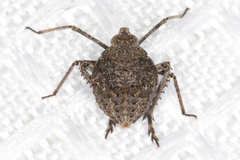 Orgerius