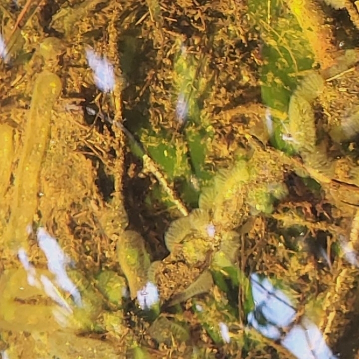 Cristatella mucedo Cuvier, 1798